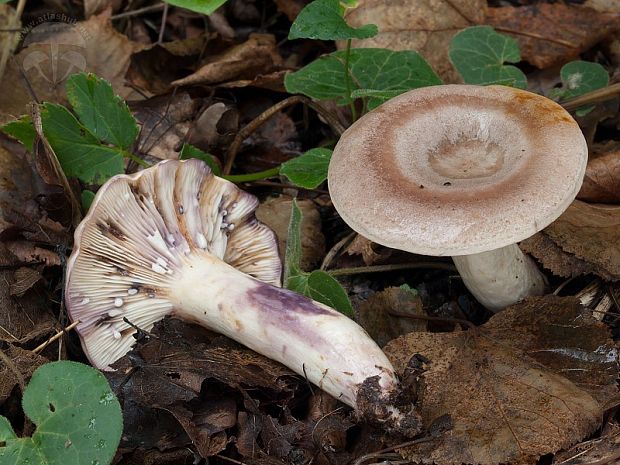 rýdzik škvrnitý Lactarius luridus (Pers.) Gray