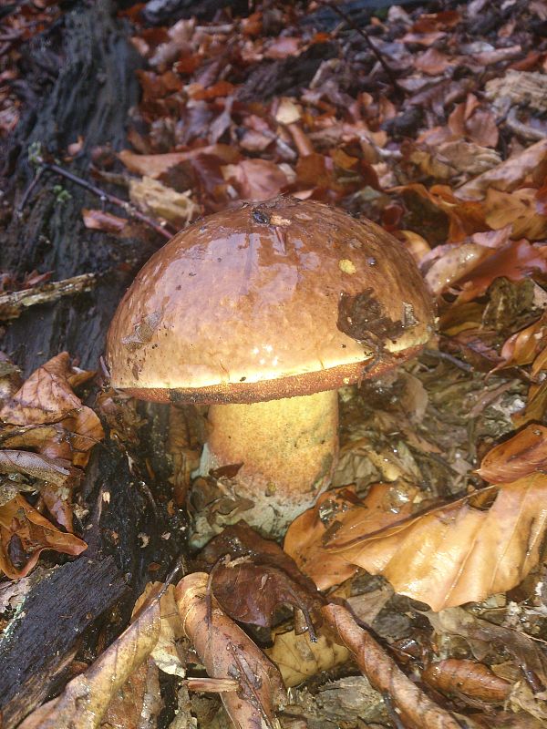 hríb zrnitohlúbikový Sutorius luridiformis (Rostk.) G. Wu & Zhu L. Yang