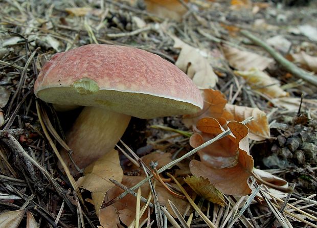 suchohríb zamatový Xerocomellus pruinatus (Fr.) Šutara