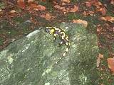 salamandra skvrnitap