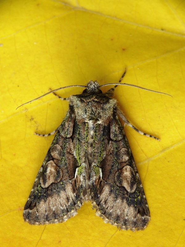 mora hlohová Allophyes oxyacanthae