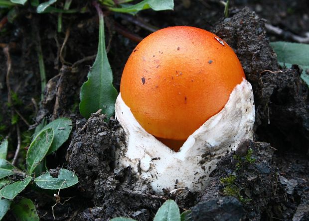 muchotrávka cisárska Amanita caesarea (Scop.) Pers.