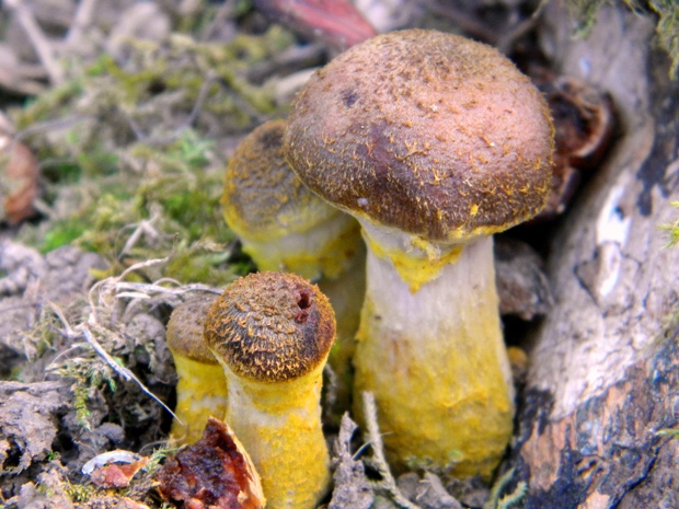 podpňovka žltá Armillaria gallica Marxm. & Romagn.