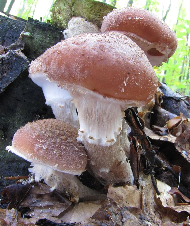 podpňovka obyčajná Armillaria mellea (Vahl) P. Kumm.