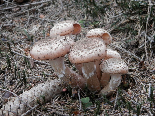 podpňovka tmavá Armillaria ostoyae (Romagn.) Herink