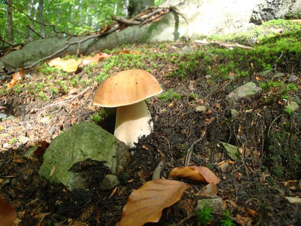 hríb smrekový Boletus edulis Bull.