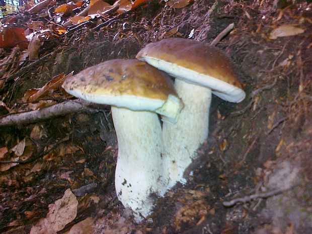 hríb smrekový Boletus edulis Bull.