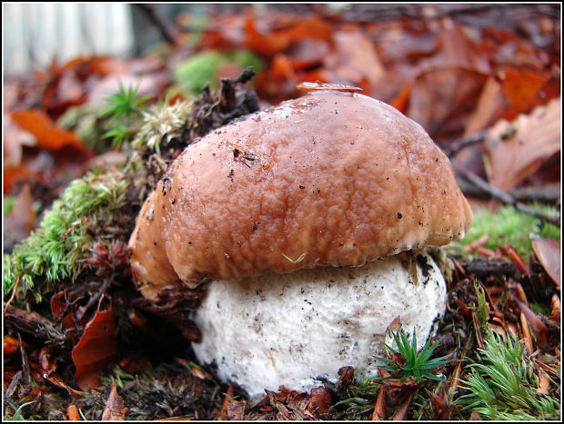 hríb smrekový Boletus edulis Bull.