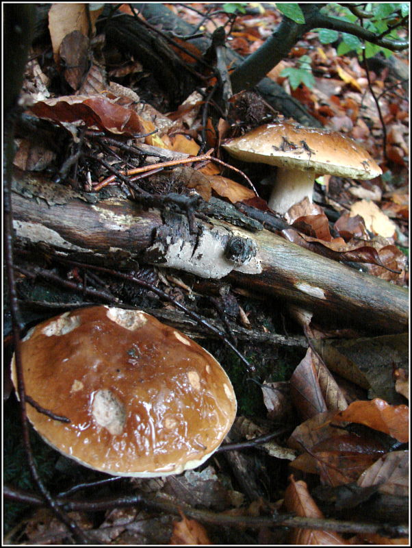 hríb smrekový Boletus edulis Bull.