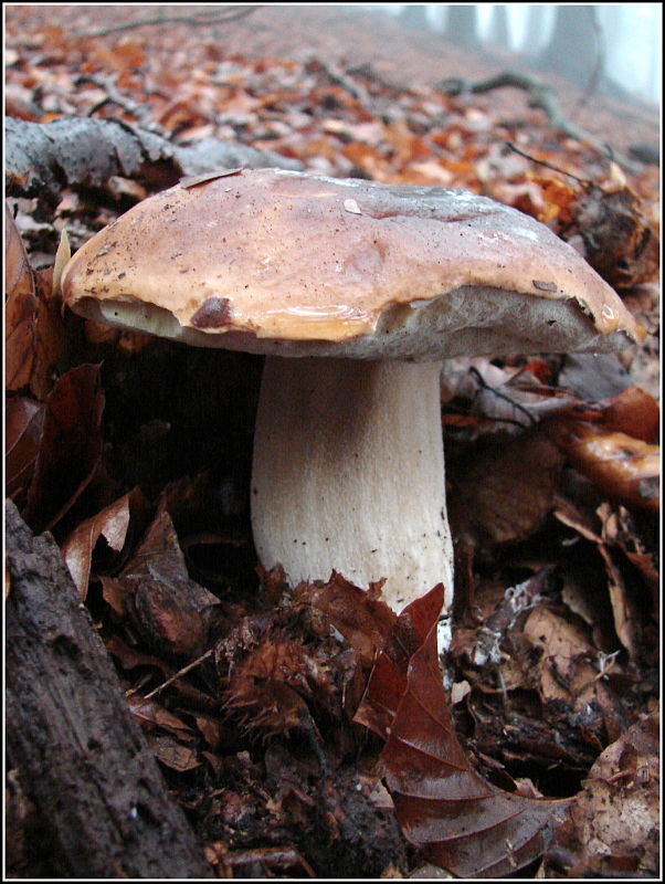 hríb smrekový Boletus edulis Bull.