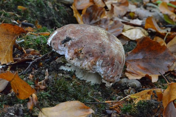 hríb sosnový Boletus pinophilus Pil. et Dermek in Pil.