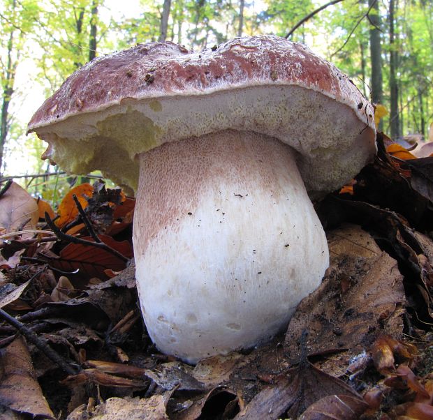 hríb sosnový Boletus pinophilus Pil. et Dermek in Pil.