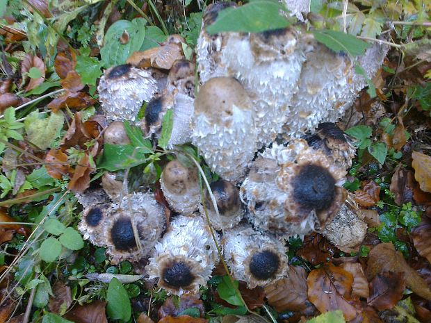 hnojník obyčajný Coprinus comatus (O.F. Müll.) Pers.