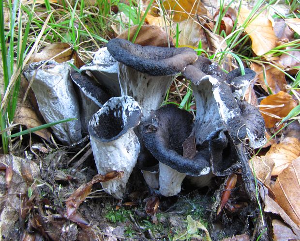 lievik trúbkovitý Craterellus cornucopioides (L.) Pers.