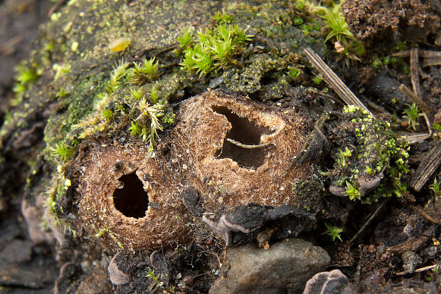 hrobnička Geopora sp.