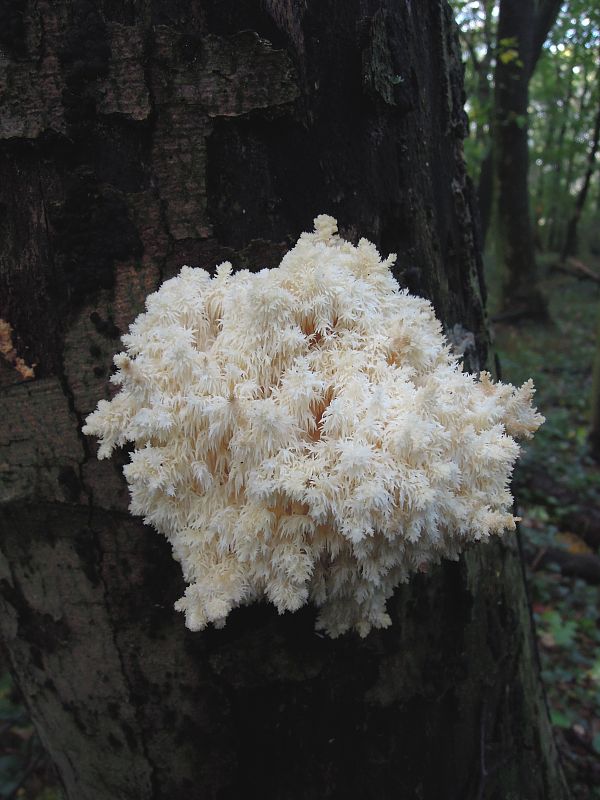 koralovec bukový Hericium coralloides (Scop.) Pers.