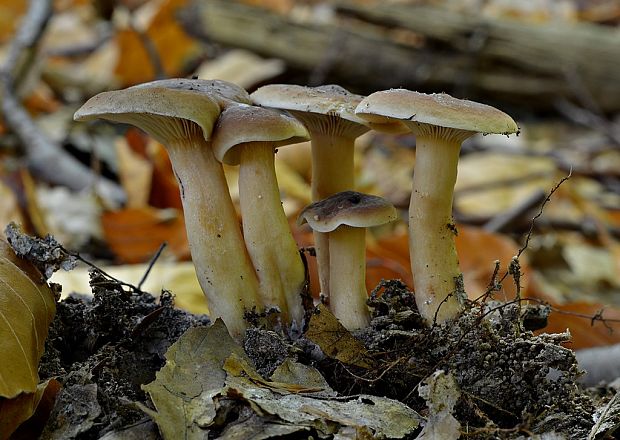 rýdzik sladkastý Lactarius subdulcis (Pers.) Gray