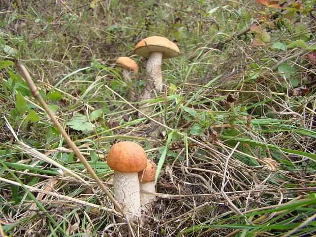 kozák osikový Leccinum albostipitatum den Bakker & Noordel.