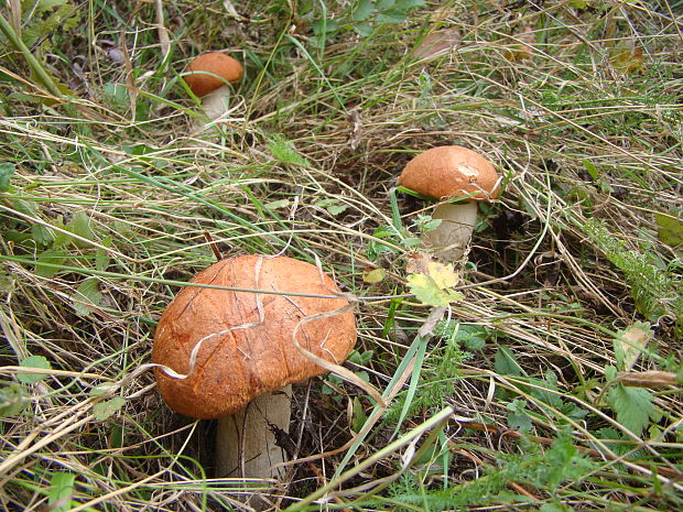 kozák osikový Leccinum albostipitatum den Bakker & Noordel.