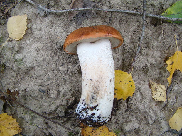 kozák osikový Leccinum albostipitatum den Bakker & Noordel.