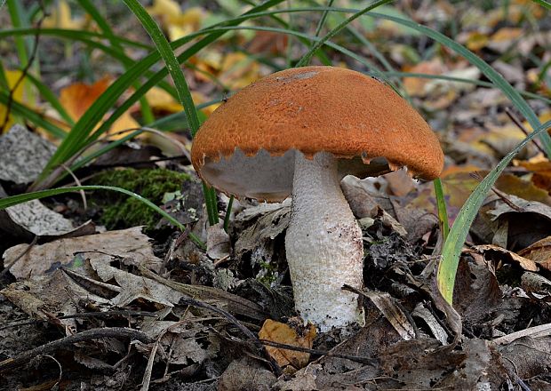 kozák osikový Leccinum albostipitatum den Bakker & Noordel.