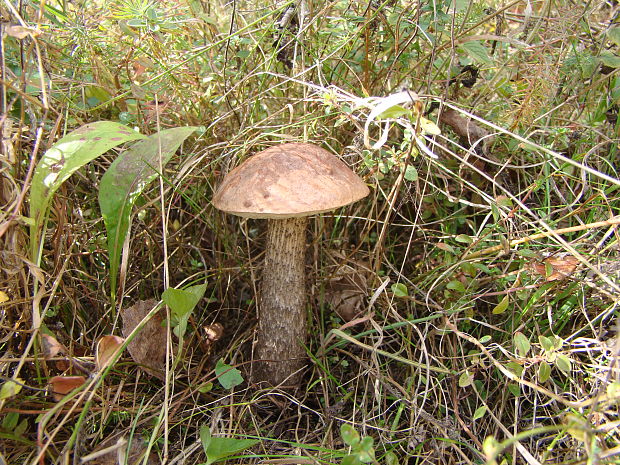 kozák brezový Leccinum scabrum (Bull.) Gray