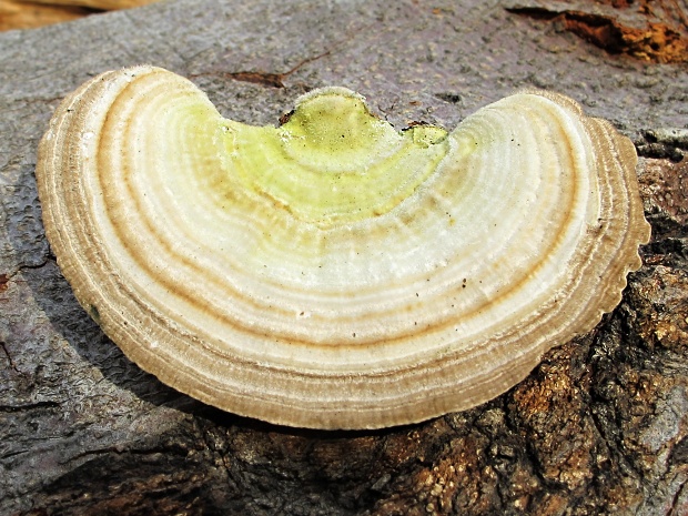 lupeňovka brezová Lenzites betulina (L.) Fr.