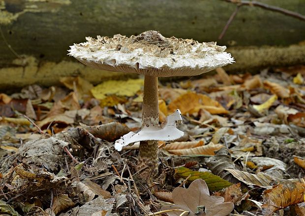 bedľa hustošupinatá Leucoagaricus nympharum (Kalchbr.) Bon