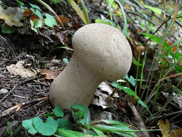 prášnica huňatá ? Lycoperdon umbrinum? Hornem.