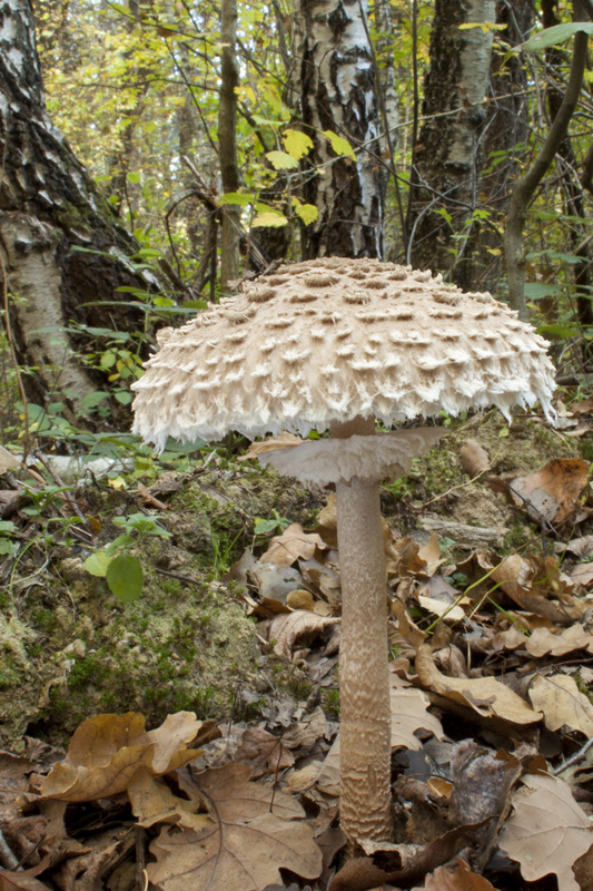 bedľa vysoká Macrolepiota procera (Scop.) Singer