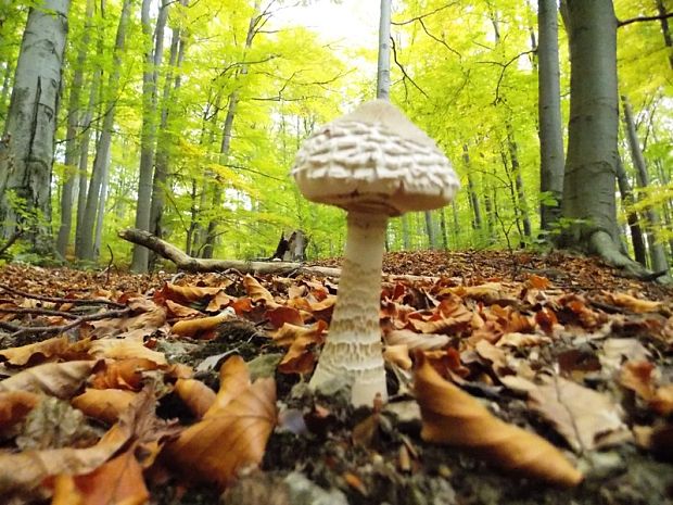 bedľa Macrolepiota sp.