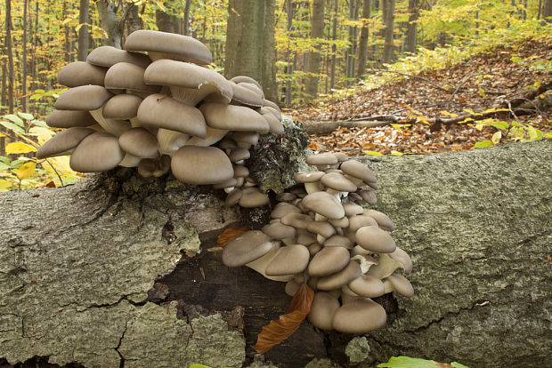 hliva ustricovitá Pleurotus ostreatus (Jacq.) P. Kumm.