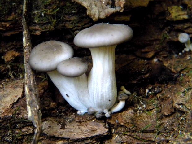 hliva ustricovitá Pleurotus ostreatus (Jacq.) P. Kumm.