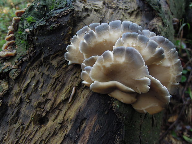 hliva ustricovitá Pleurotus ostreatus (Jacq.) P. Kumm.