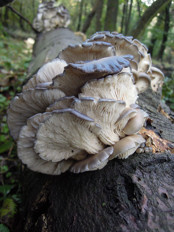 hliva ustricovitá Pleurotus ostreatus (Jacq.) P. Kumm.