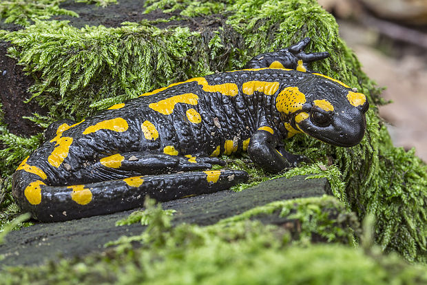 salamandra škvrnitá Salamandra salamandra