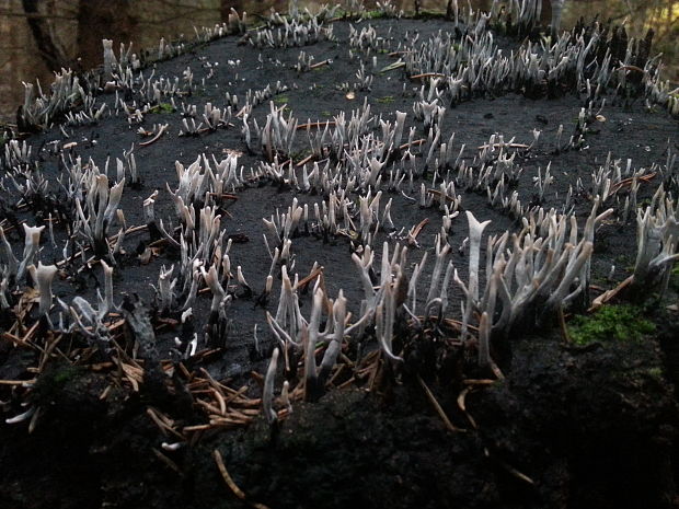 drevnatec parohatý Xylaria hypoxylon (L.) Grev.