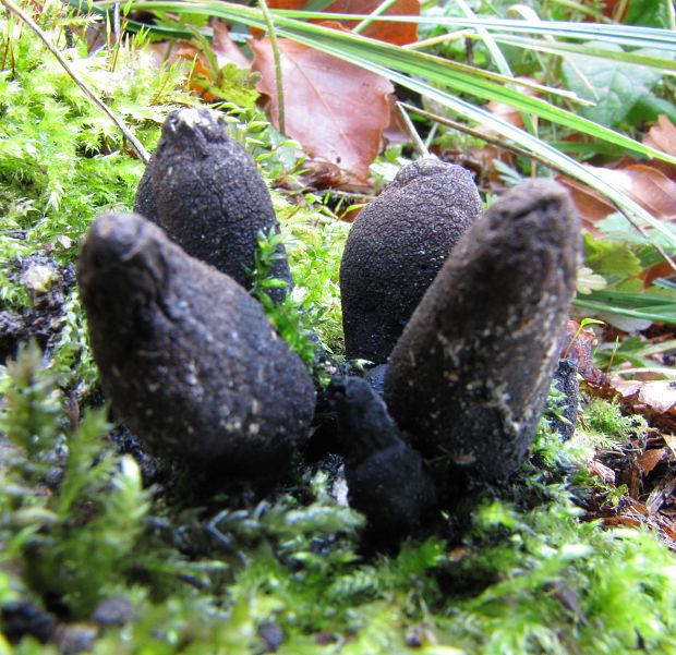 drevnatec kyjakovitý Xylaria polymorpha (Pers.) Grev.