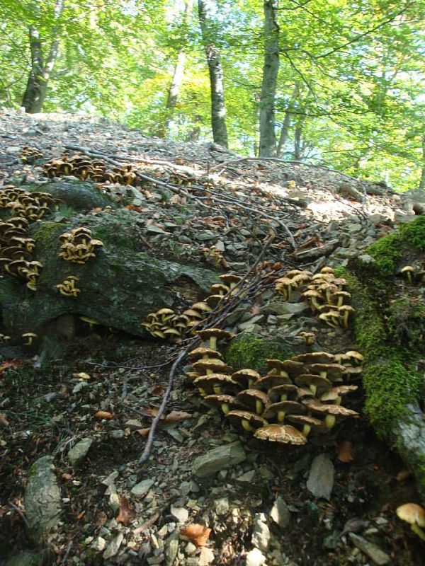 Neidentifikovaná huba