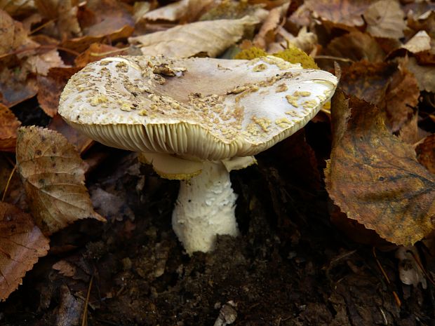 muchotrávka olivovohnedastá Amanita franchetii (Boud.) Fayod