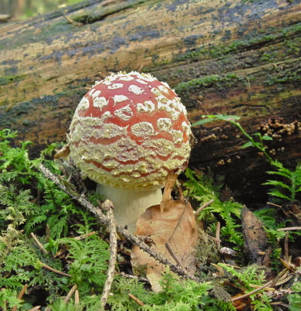 muchotrávka červená Amanita muscaria (L.) Lam.