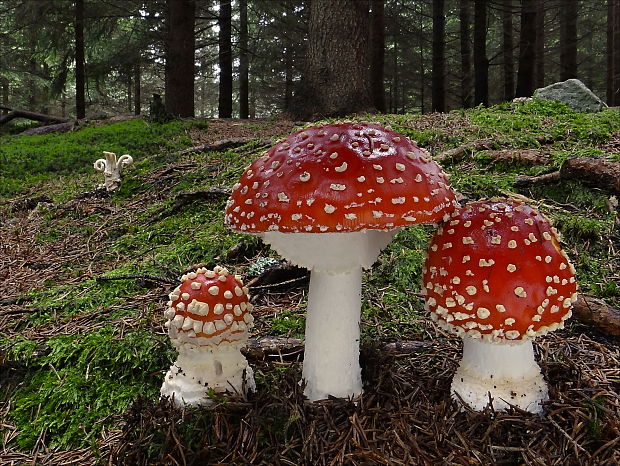 muchotrávka červená Amanita muscaria (L.) Lam.