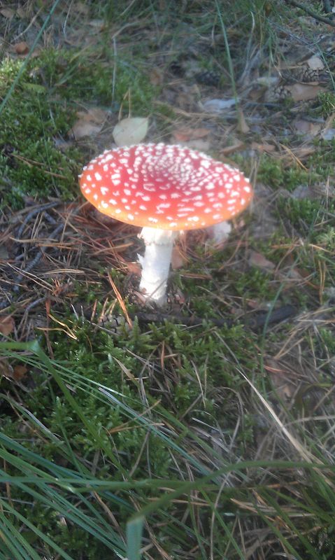 muchotrávka červená Amanita muscaria (L.) Lam.