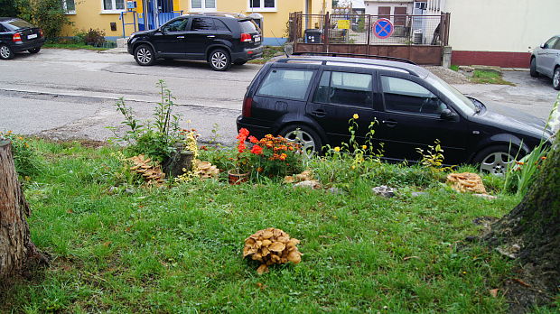 podpňovka Armillaria sp.