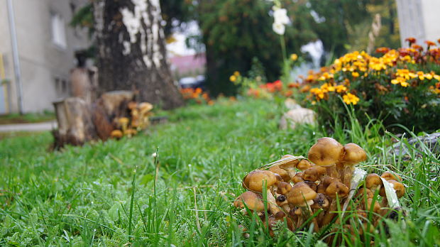 podpňovka Armillaria sp.