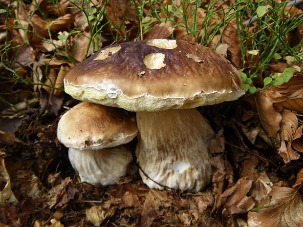 hríb smrekový Boletus edulis Bull.