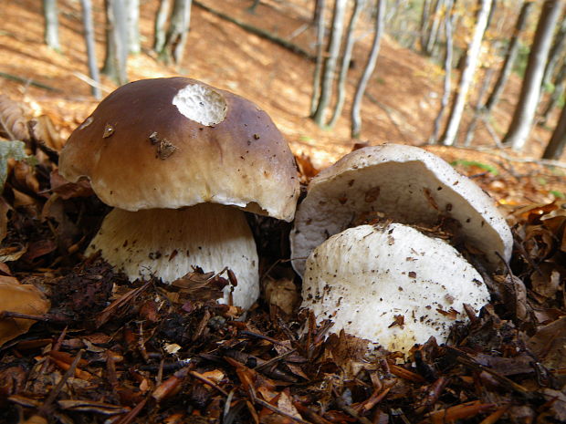 hríb smrekový Boletus edulis Bull.