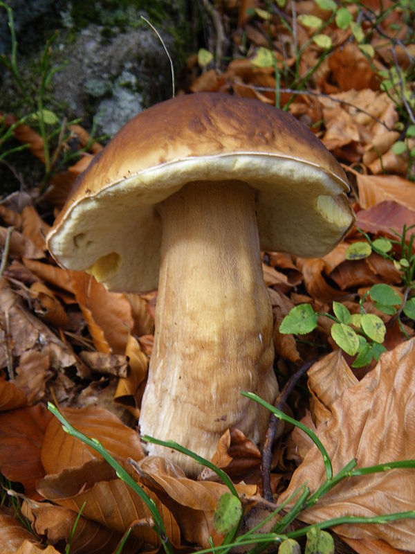 hríb smrekový Boletus edulis Bull.