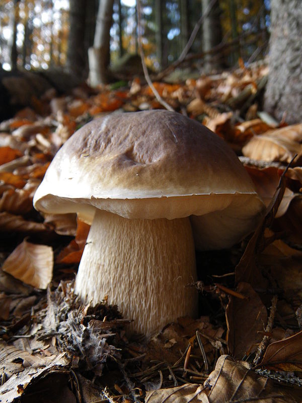 hríb smrekový Boletus edulis Bull.