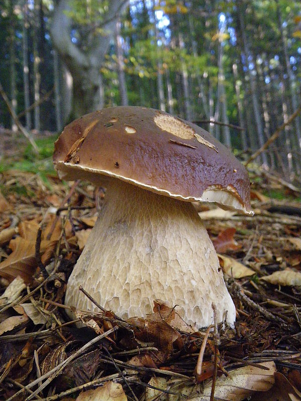 hríb smrekový Boletus edulis Bull.